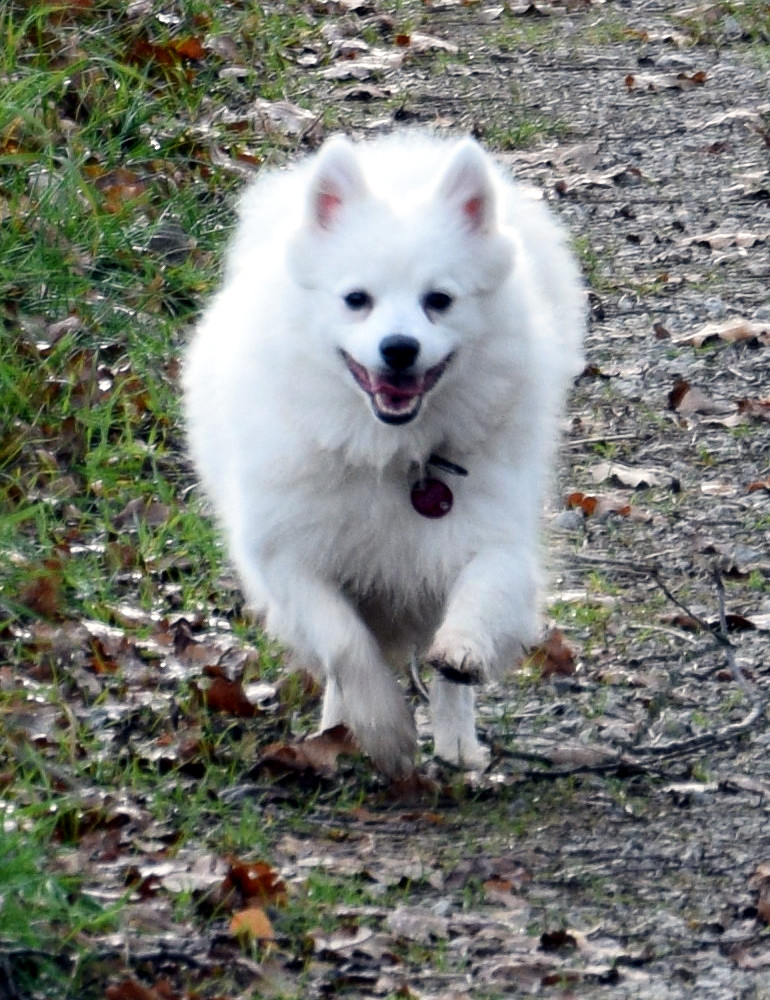 Gypsy im vollen Gallop