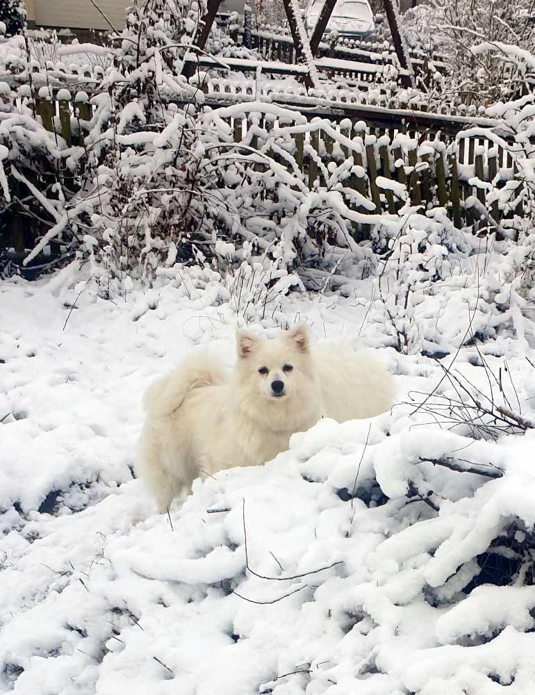 Gypsy im Schnee