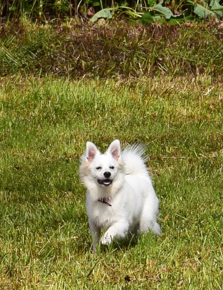 Viebi auf der Wiese