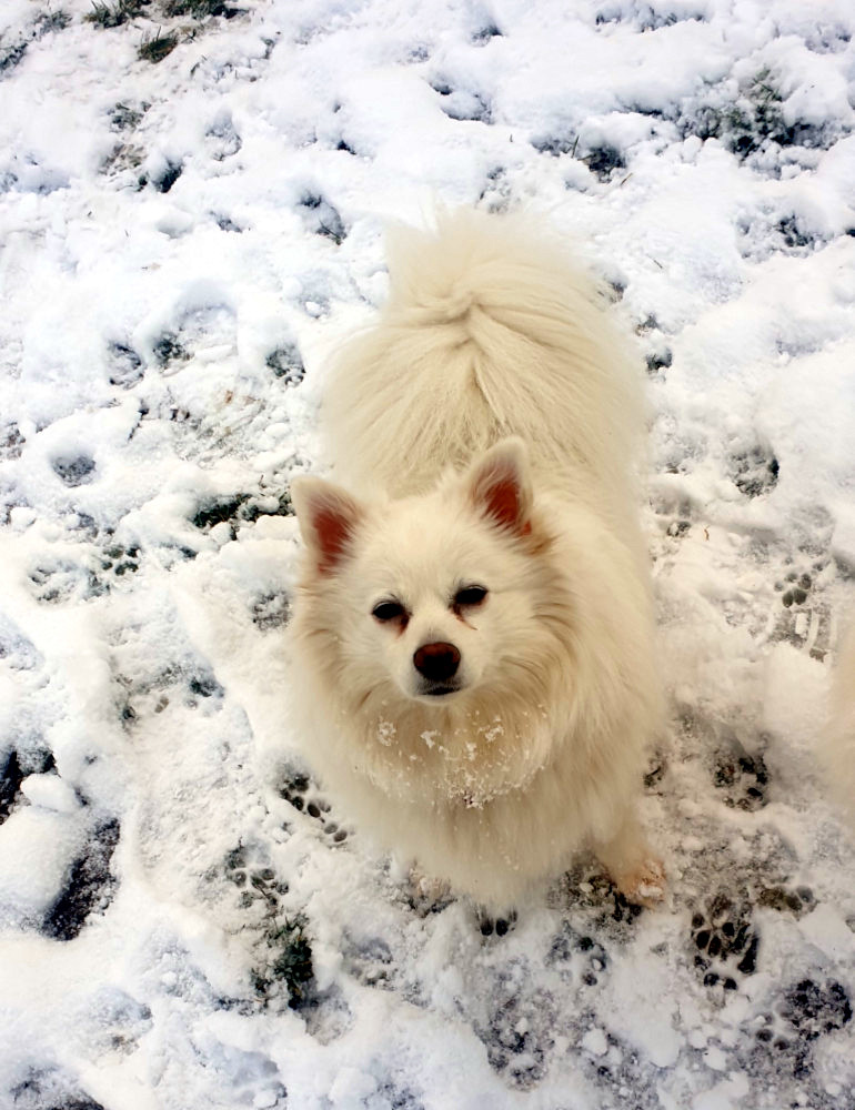 Viebi im Schnee