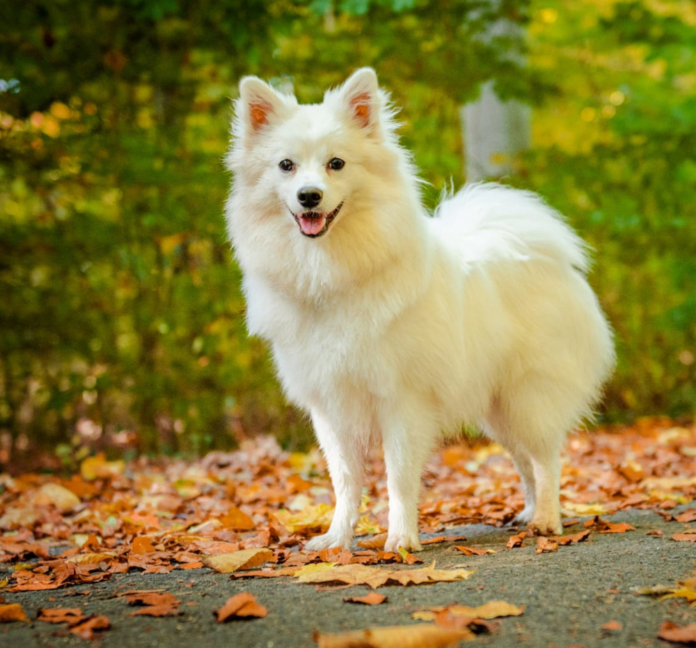 Finja im Herbst